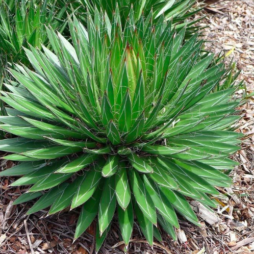 AGAVE FILIFERA kont 25