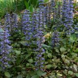 AJUGA (druhy) - Zbehovec