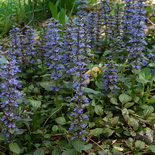 AJUGA (druhy)