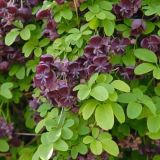 AKEBIA QUINTANA kont 2 / 80+ / vyviazaný - Akébia päťpočetná