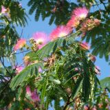 ALBIZIA JULIBRISSIN ROSEA kont 10 / 150-175 - Albízia JULIBRISSIN ROSEA