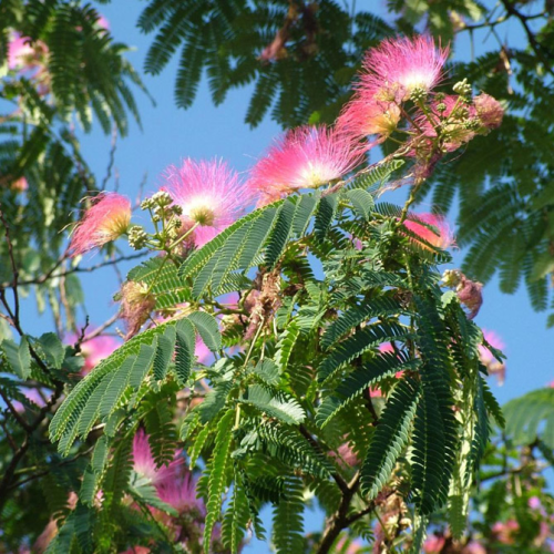 ALBIZIA JULIBRISSIN OMBRELLA kont 18 / 06-08 / polkmeň