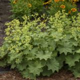 ALCHEMILLA (druhy) kont P9 - Alchemilka