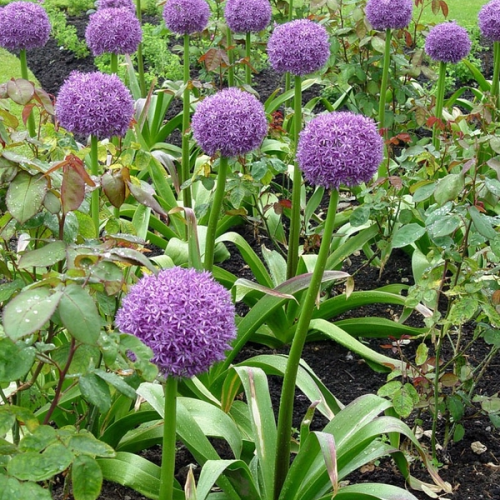 ALLIUM (druhy)