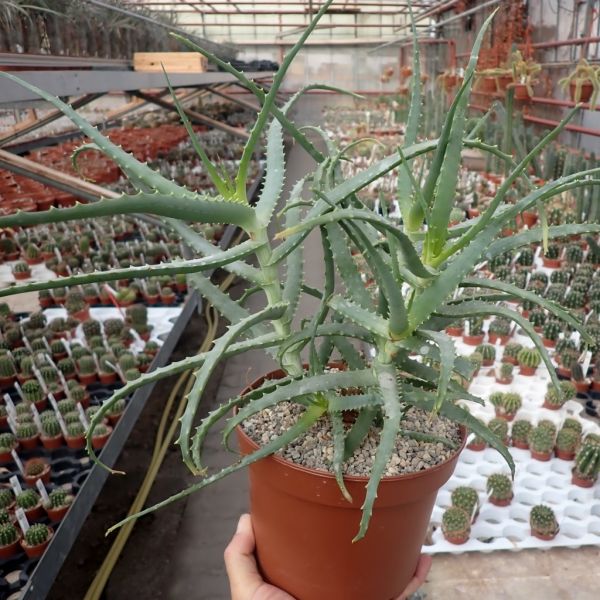 Aloe Arborescens Kont 25 - Aloe Arborescens