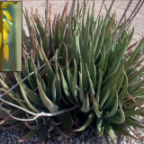 ALOE VERA kont 25 - Aloe VERA
