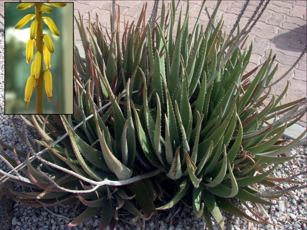 Aloe Vera Kont 25 - Aloe Vera