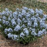 AMSONIA (druhy) kont P9 - Amsonia