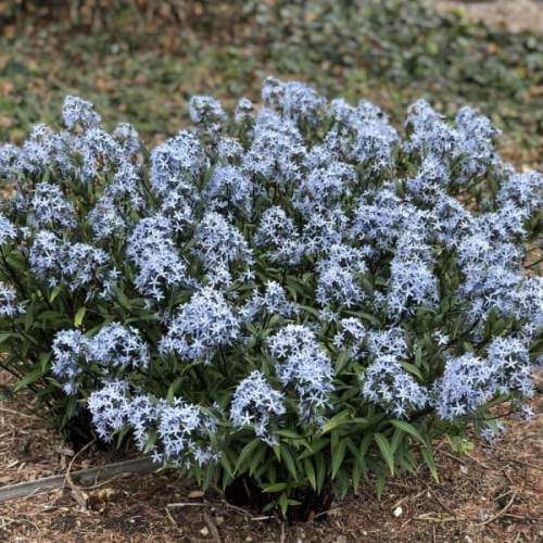 AMSONIA (druhy) kont P9