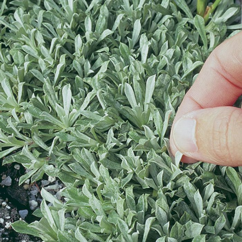 ANTENNARIA (druhy) kont P9