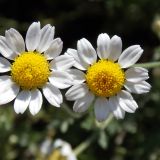 ANTHEMIS (druhy) kont - Rumanovec