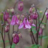 AQUILEGIA (druhy) kont P9 - Orlíček OBYČAJNÝ