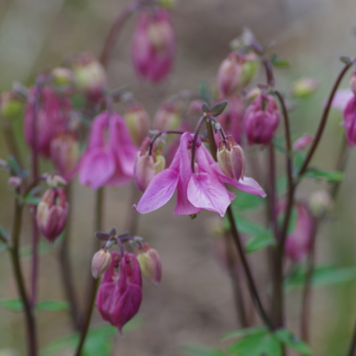 AQUILEGIA (druhy) kont P12