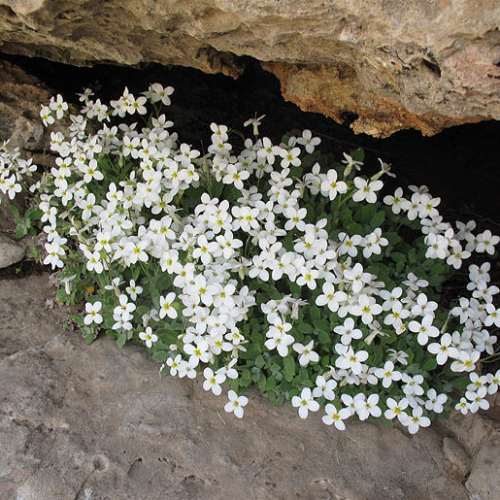ARABIS (druhy) kont P9