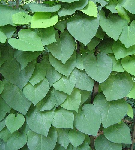 ARISTOLOCHIA MACROPHYLLA kont 2 / 80+ / vyviazaný