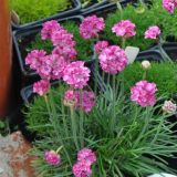 ARMERIA (druhy) kont P9 - Arméria