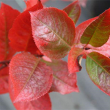 ARONIA PRUNIFOLIA KARHUMAKI kont 50 / kmeň 120 - ARONIA PRUNIFOLIA KARHUMAKI