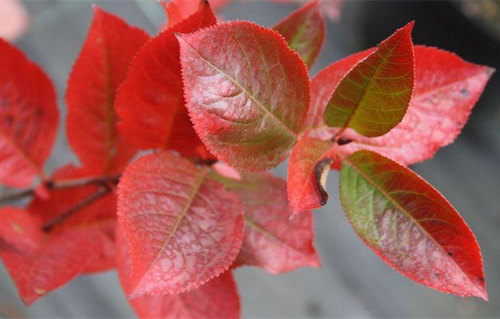 ARONIA PRUNIFOLIA KARHUMAKI kont 50 / kmeň 120