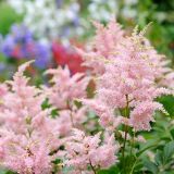ASTILBE (druhy) - Astilbe