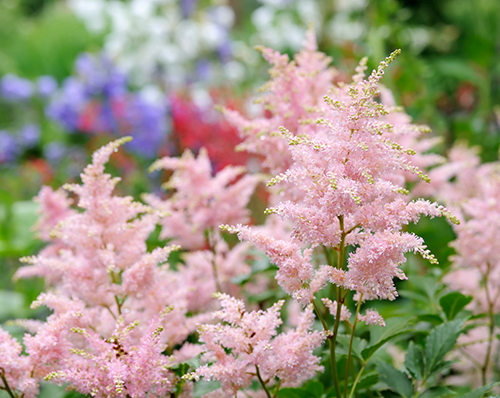 ASTILBE (druhy)