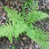 ATHYRIUM (druhy) kont P12 - Papraďka