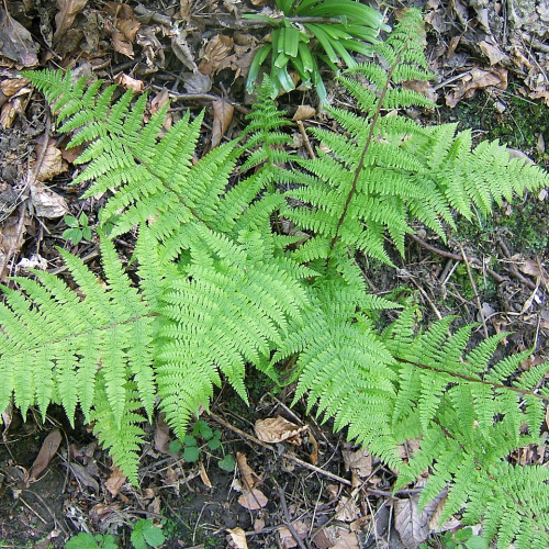 ATHYRIUM (druhy) kont P12