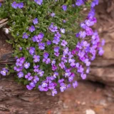 AUBRIETA (druhy) kont P9 - Tarička