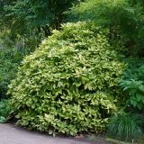 AUCUBA JAPONICA CROTONIFOLIA - Aukuba JAPONICA CROTONIFOLIA