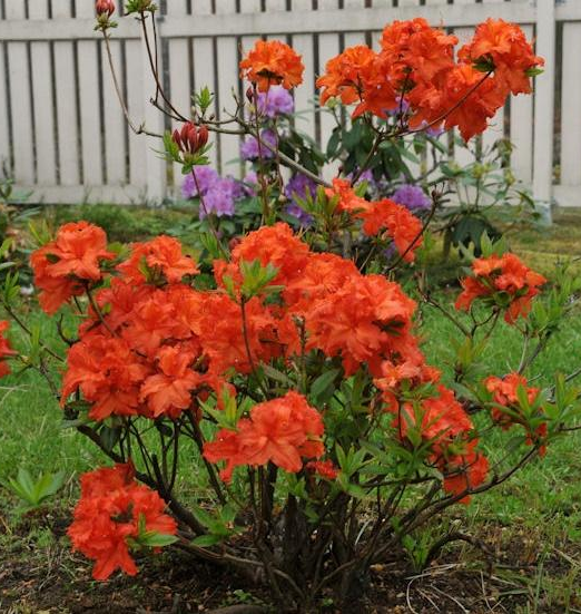 AZALEA MOLLIS GIBRALTAR kont 3 / 80 - Azalka MOLLIS GIBRALTAR