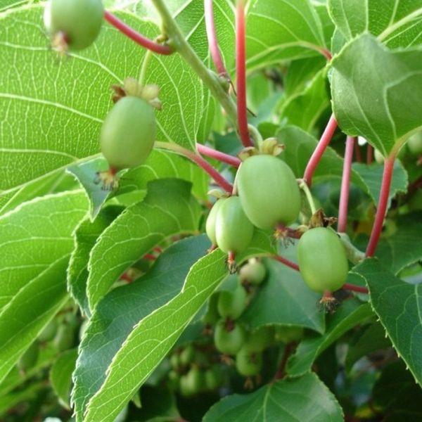 Aktinídia Actinidia Arguta Red Jumbo Kont 2 / 30-40 - Aktinídia Actinidia Arguta Red Jumbo