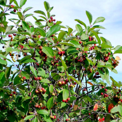 Arónia ARONIA ARBUTIFOLIA BRILLIANT