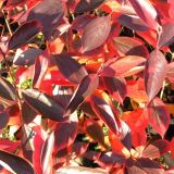 Arónia ARONIA MELANOCARPA HUGIN - Arónia ARONIA MELANOCARPA HUGIN