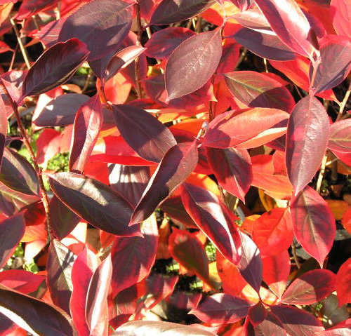 Arónia ARONIA MELANOCARPA HUGIN