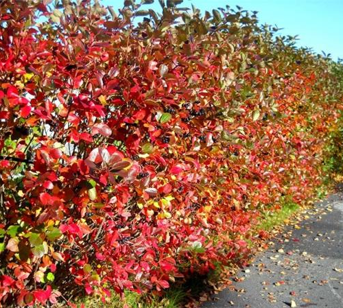 Arónia ARONIA MELANOCARPA NERO