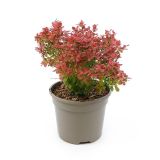 BERBERIS THUNBERGII ATROPURPUREA NANA kont 2 - Dráč THUNBERGII ATROPURPUREA NANA