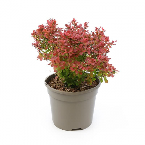 BERBERIS THUNBERGII ADMIRATION kont 2