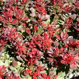 BERBERIS THUNBERGII BAGATELLE - Dráč THUNBERGII BAGATELLE