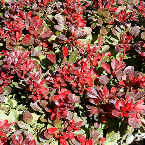 BERBERIS THUNBERGII BAGATELLE