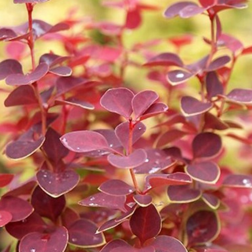 BERBERIS THUNBERGII CHIQUITA kont 2