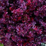 BERBERIS THUNBERGII CONCORDE kont 2 - Dráč THUNBERGII CONCORDE