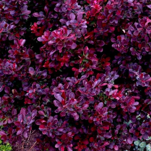 BERBERIS THUNBERGII CONCORDE kont 2