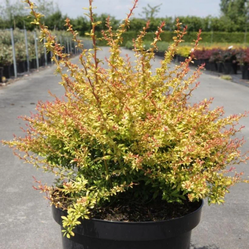 BERBERIS THUNBERGII GOLDEN DREAM kont 2