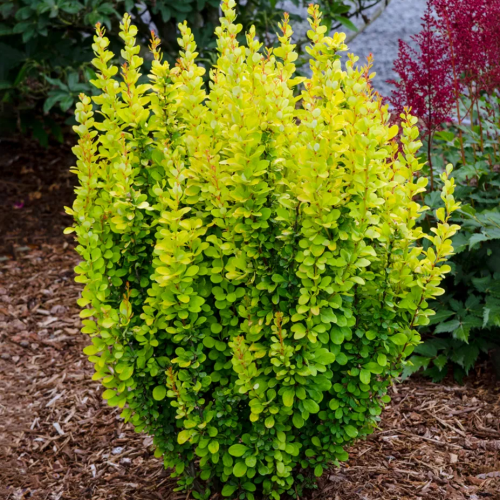 BERBERIS THUNBERGII GOLDEN ROCKET kont 2
