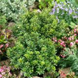 BERBERIS THUNBERGII KOBOLD kont 2 / 10-20 - Dráč THUNBERGII KOBOLD