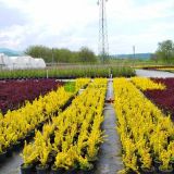 BERBERIS THUNBERGII MARIA kont 2 - Dráč THUNBERGII MARIA