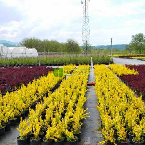 BERBERIS THUNBERGII MARIA kont 2