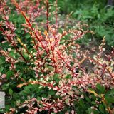 BERBERIS THUNBERGII NATASZA kont 2 - Dráč THUNBERGII NATASZA