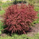 BERBERIS THUNBERGII ORANGE SUNRISE kont 2 - Dráč THUNBERGII ORANGE SUNRISE