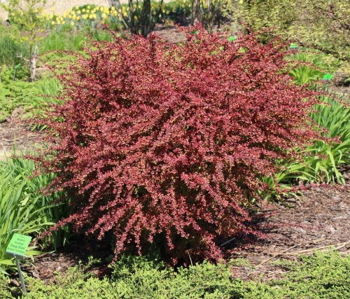 BERBERIS THUNBERGII ORANGE DREAM kont 2