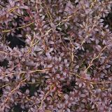 BERBERIS THUNBERGII RED ROCKET kont 2 - Dráč THUNBERGII RED ROCKET